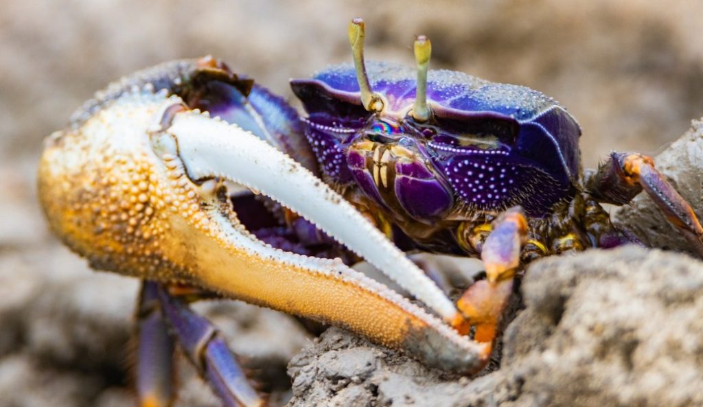 фиолетовый краб 