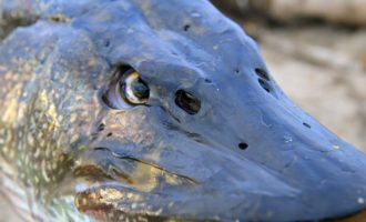 как выглядят ноздри у рыб