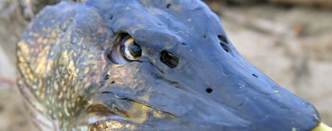 как выглядят ноздри у рыб