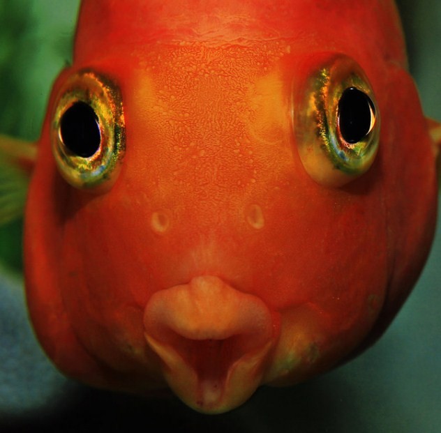 зачем рыбье ноздри