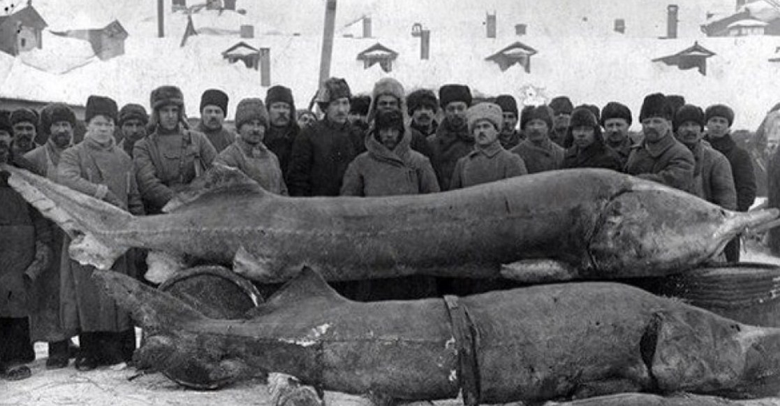 огромная рыба белуга 