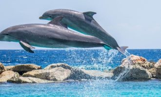 пара дельфинов резвится