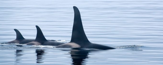 спинной плавник