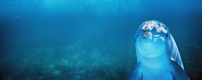 дельфин в естественной среде