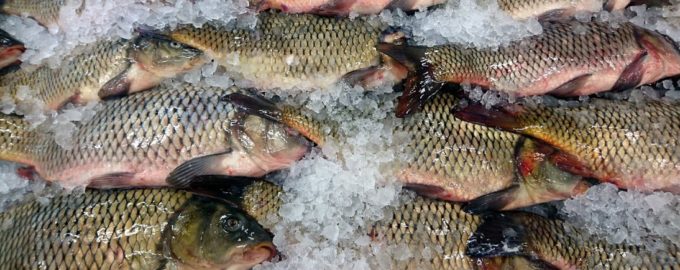 рыба со льдом