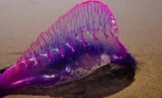 внешний вид физалии