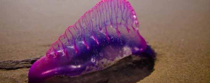 внешний вид физалии