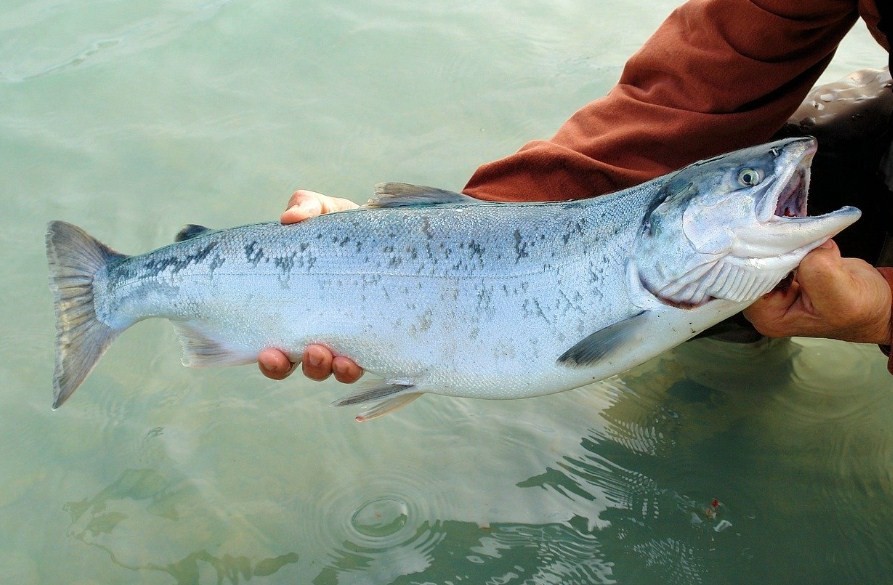 пойманная красная рыба