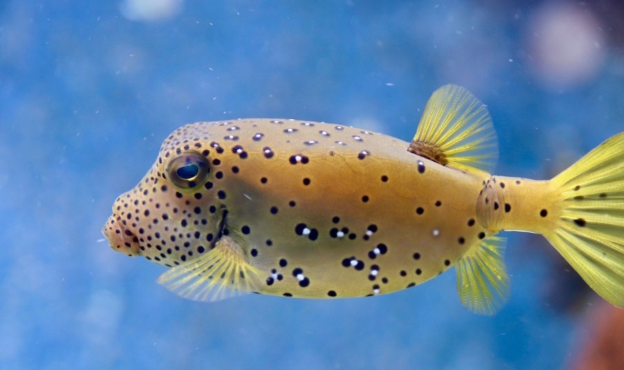 внешний вид рыбы фугу