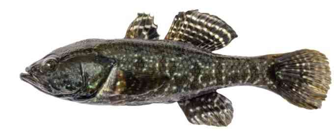 как выглядит ротан