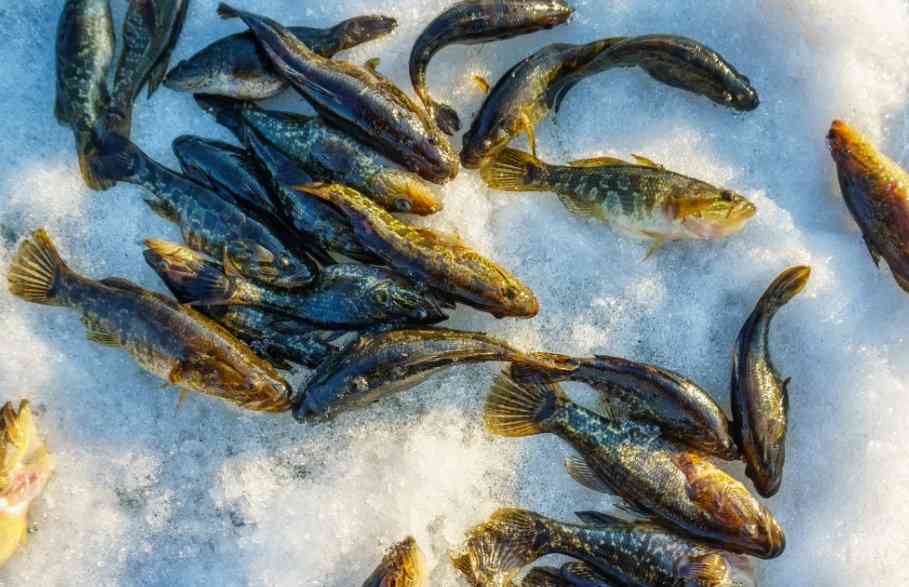 ротан зимой