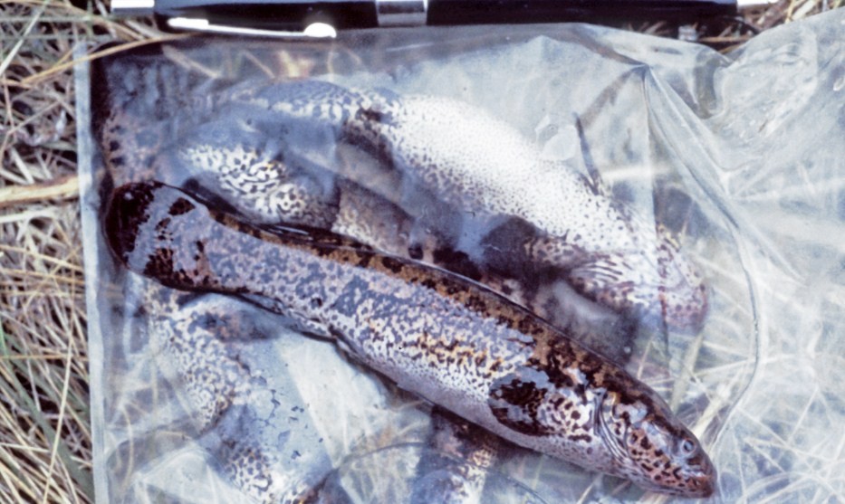 черная рыба