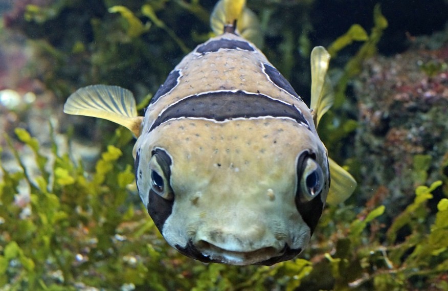 как выглядит рыба фугу