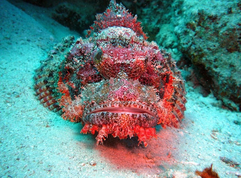 неподвижная рыба камень или бородавчатка