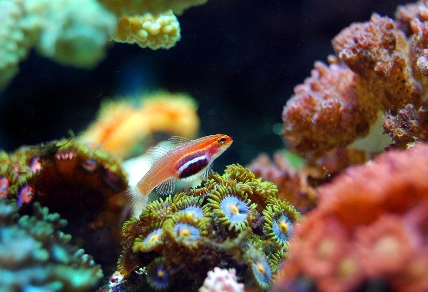 рыбка на кораллах