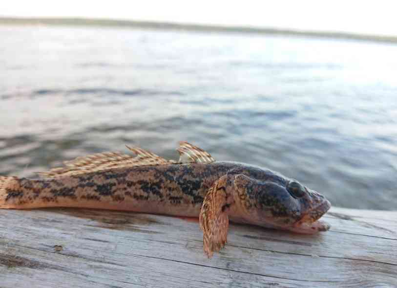 свежий ротан