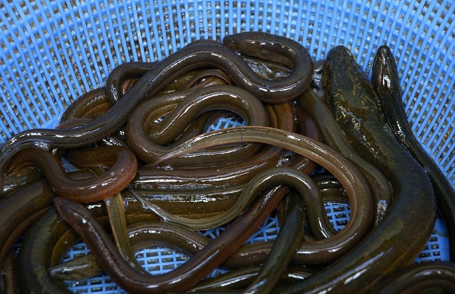 мальки угря