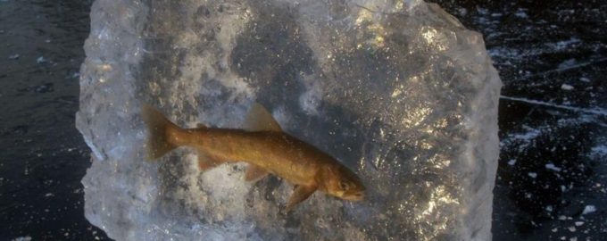 если рыб зеамерзнет во льду