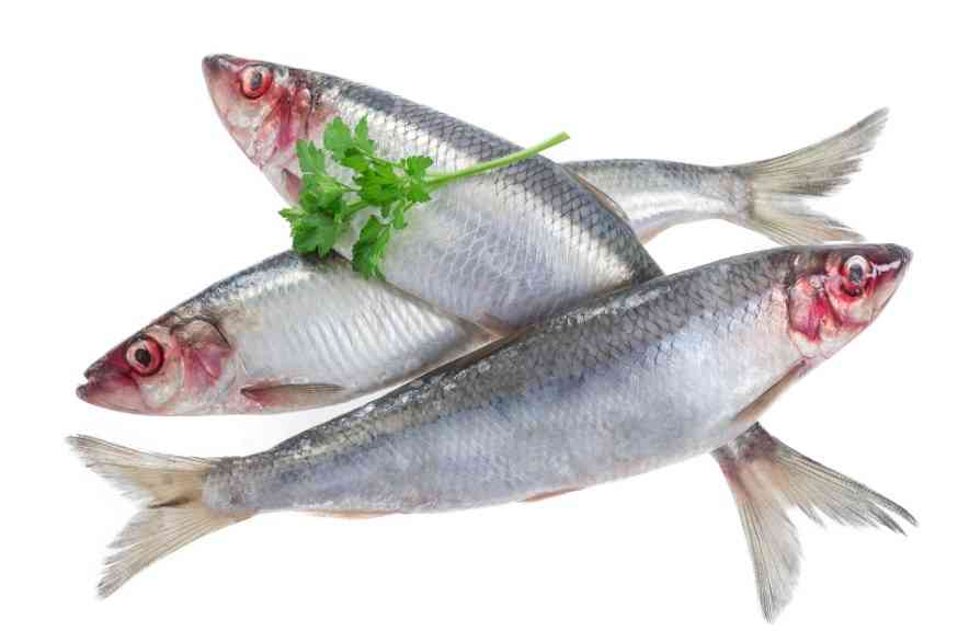 внешний вид сельди