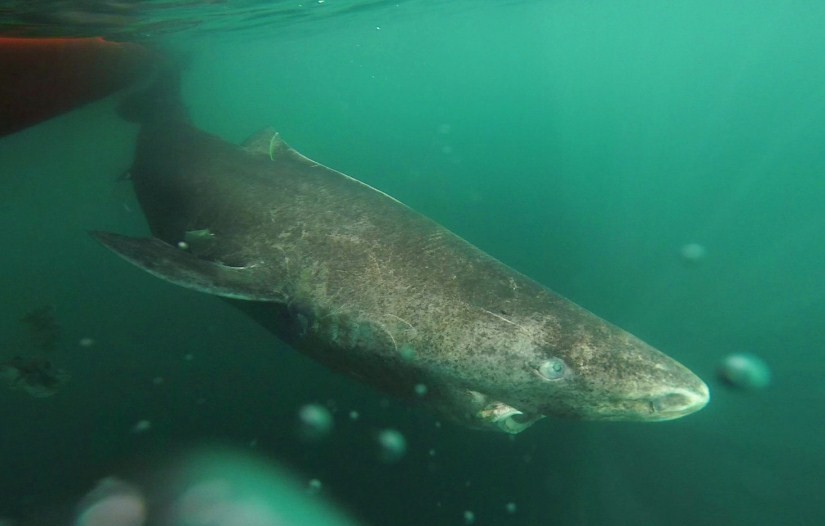 как выглядит полярная акула