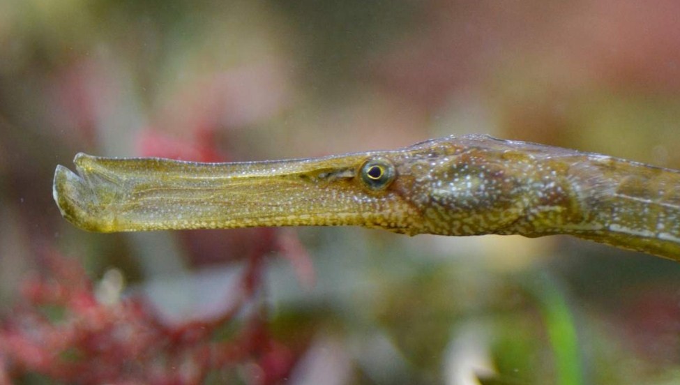 особенности строения головы рыбы