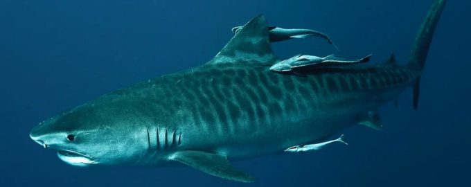 особенности строения тигровой акулы