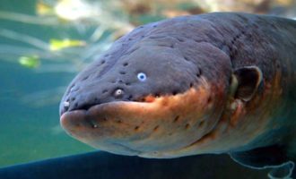 внешний вид рыбы угорь