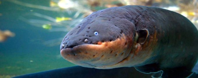 внешний вид рыбы угорь