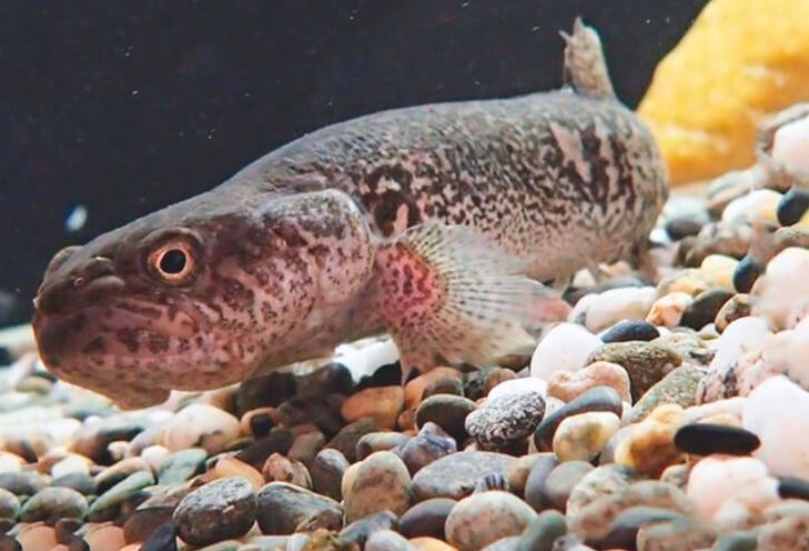 как выглядит рыб даллия