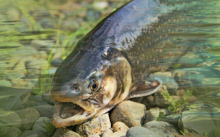 внешний вид лососевых рыб