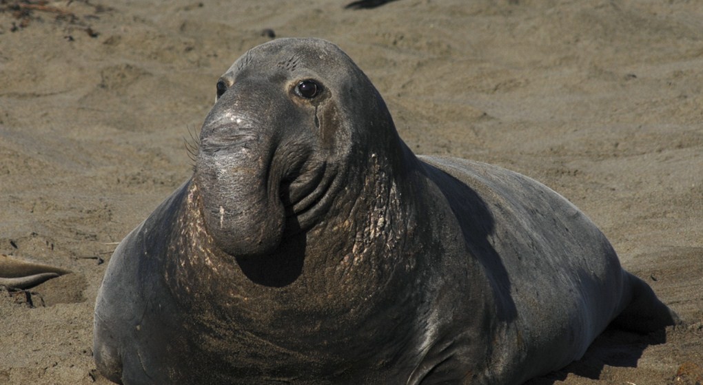 крупный морской слон