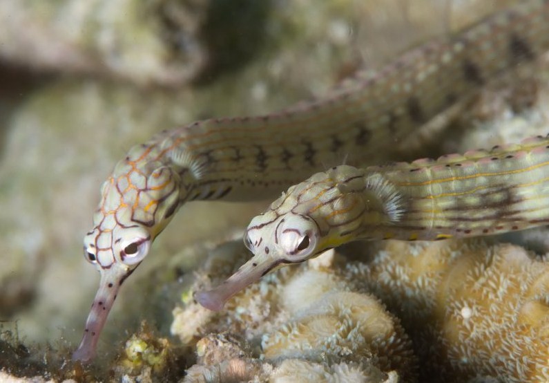 как выглядит рыба игла