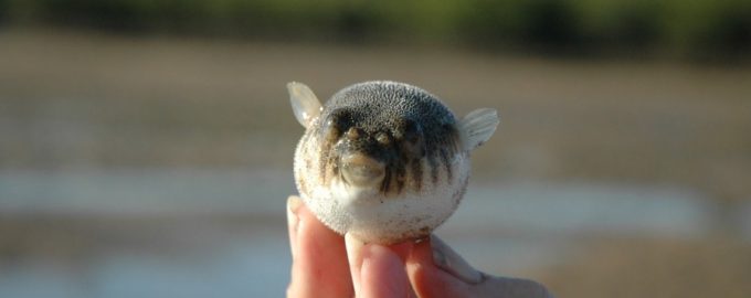 внешний вид фугу