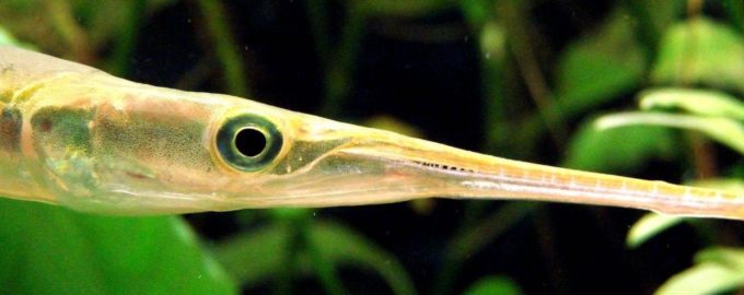 как выглядит морская игла