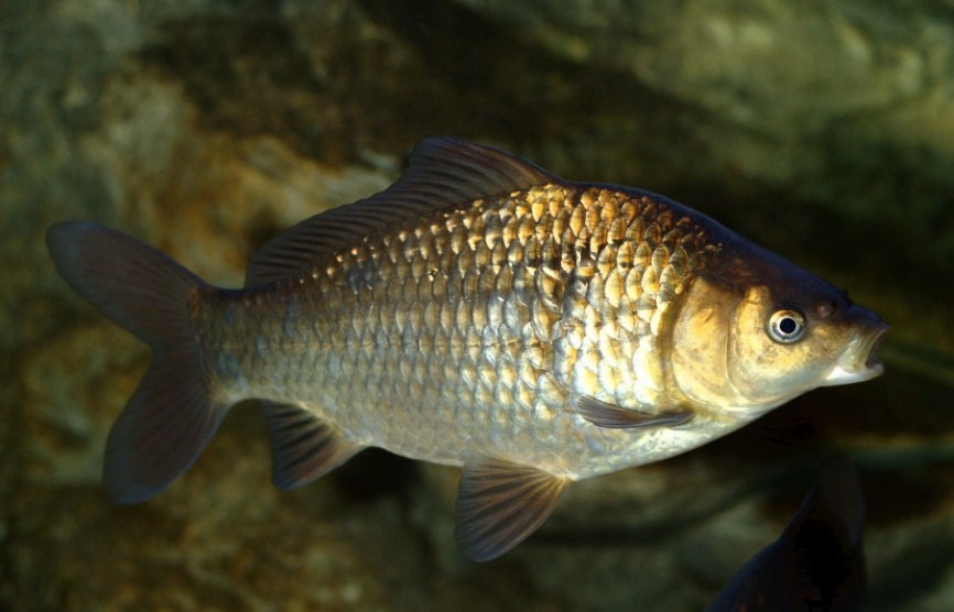 как выглядит серебряный карась