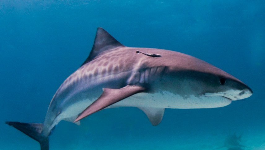 как выглядит тигровая акула