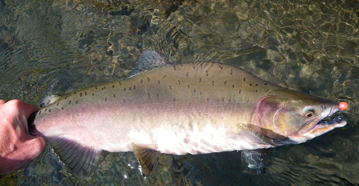 как выглядит живая горбуша