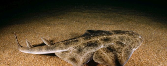 что интересного известно про акулу морской ангел