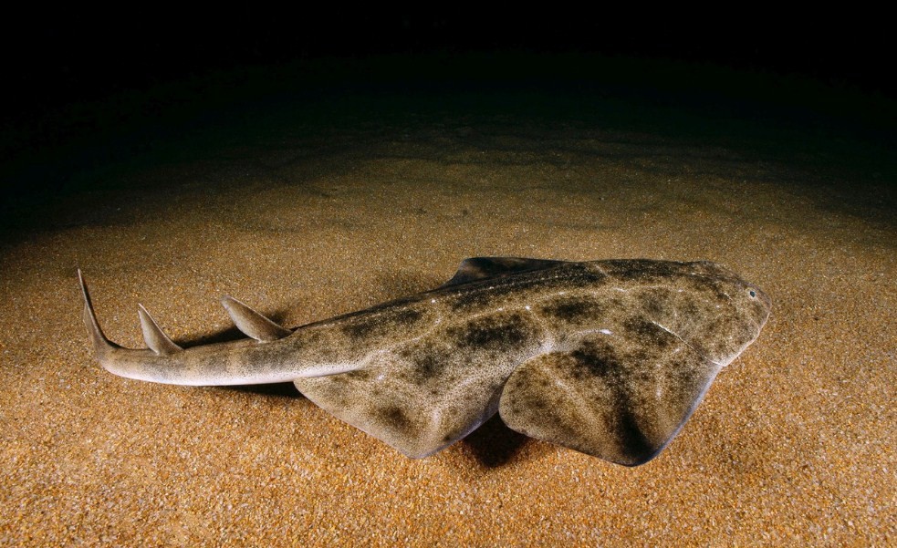 что интересного известно про акулу морской ангел