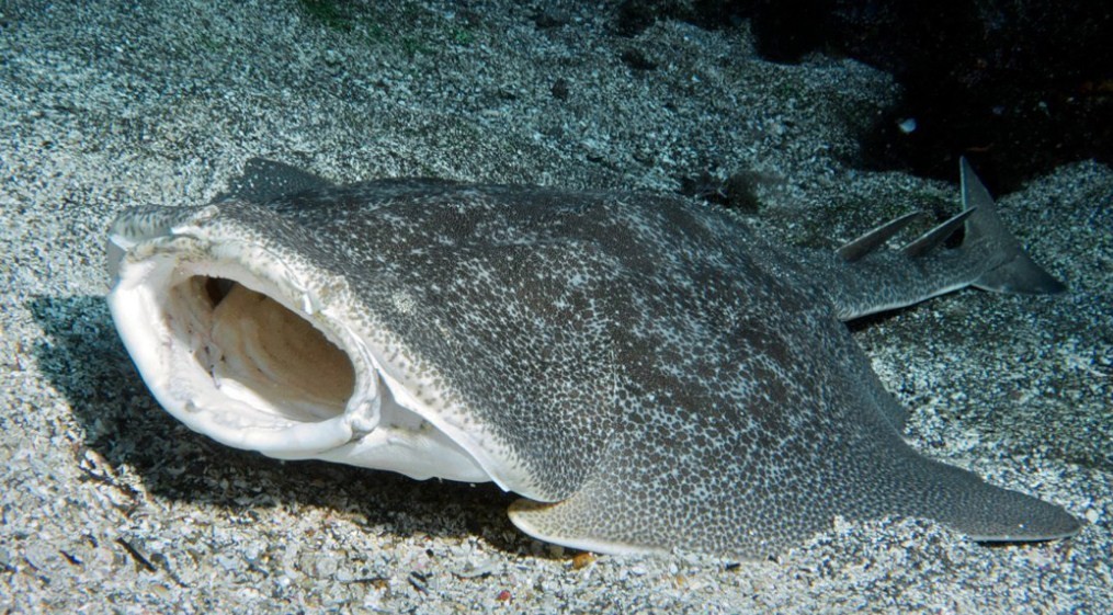 особенности питания морского ангела