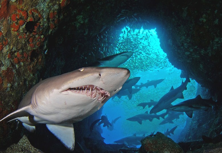 акулы часто отдыхают в пещерах