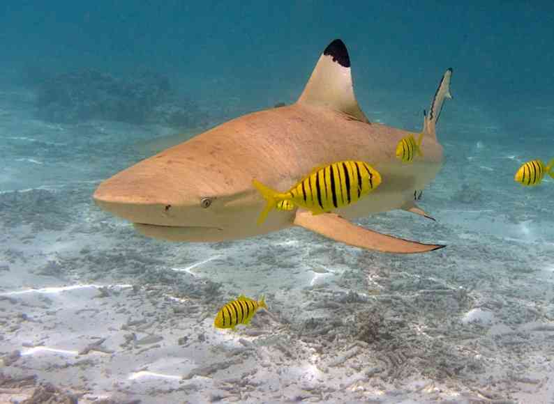 акула и тропические рыбы