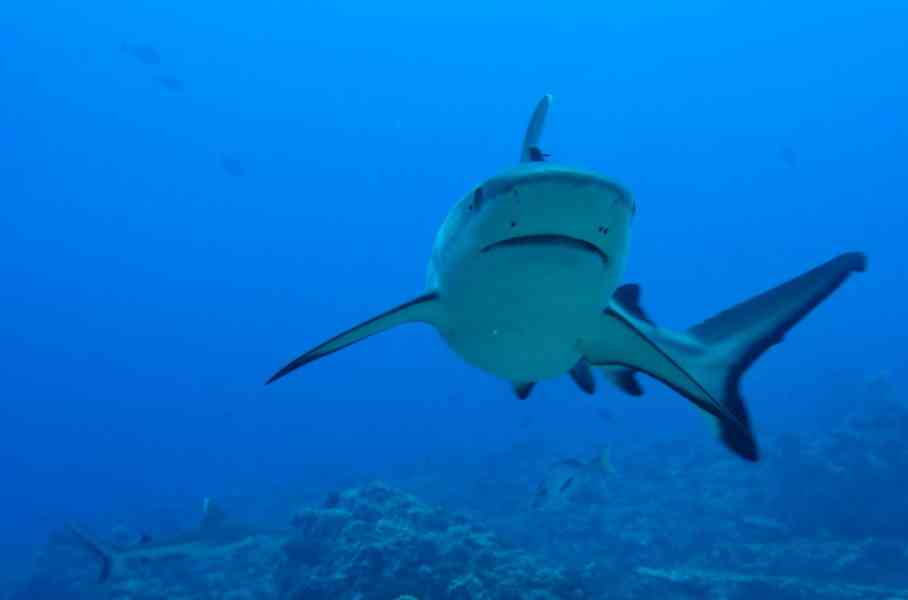 большая акула