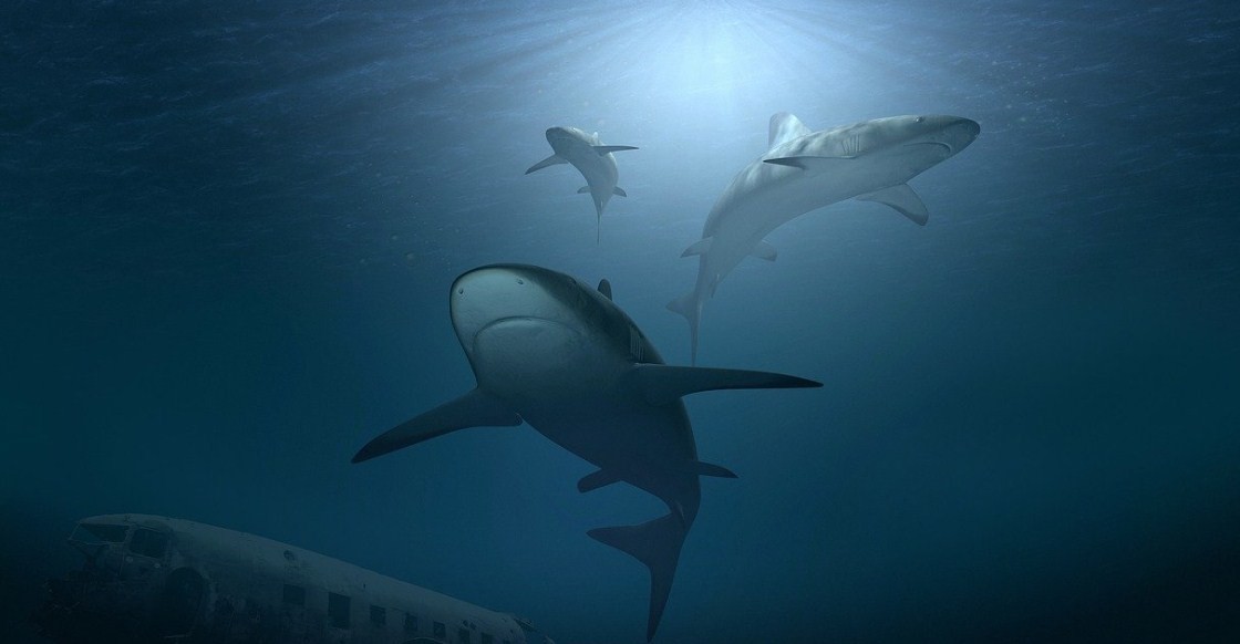 акула в океане