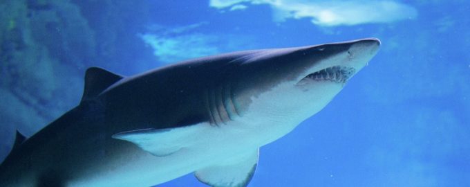 как выглядит белая акула