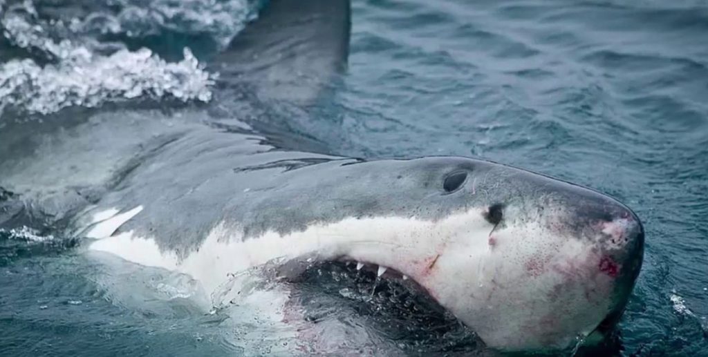 огромная акула