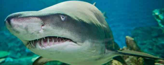 крупная акула