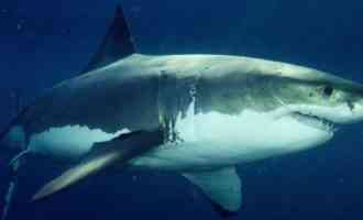 крупная белая акула