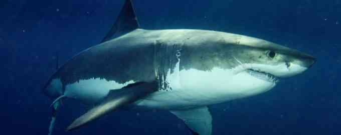 крупная белая акула