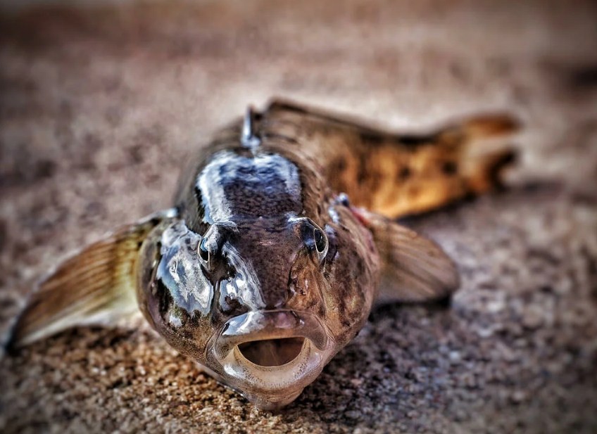 крупный бычок-бубырь 